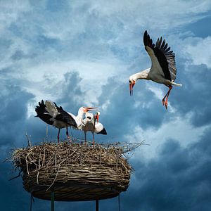 Störche im Nest vor dramatischem Hintergrund