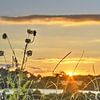 Zonsondergang met veldbloemen van Frans Blok