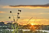 Coucher de soleil avec Fleurs sauvages par Frans Blok Aperçu