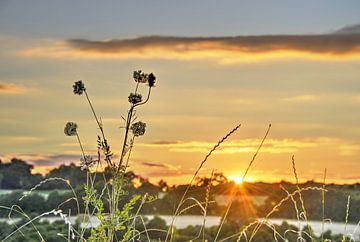 Zonsondergang met veldbloemen