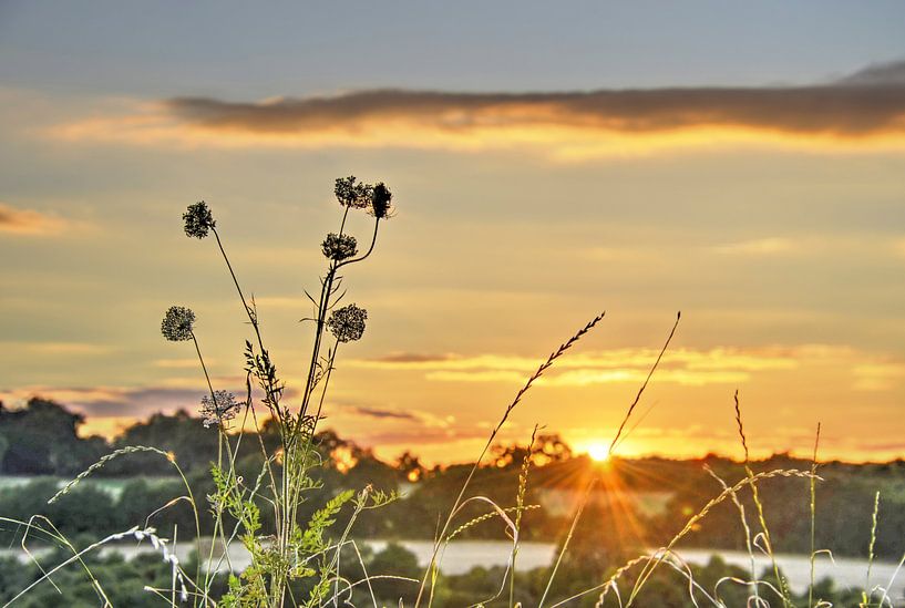 Coucher de soleil avec Fleurs sauvages par Frans Blok