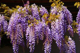 Blue Vine in Spring by Tanja Voigt