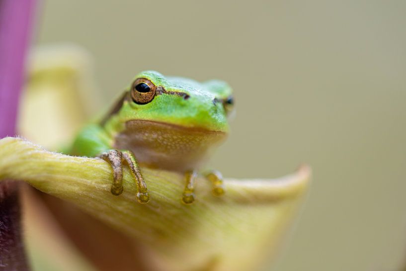 Tree frog sitting in a leaf by Samantha Rorijs
