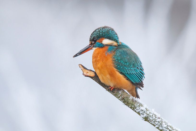 Eisvogel im Winter, Alcedo Atthis von Gert Hilbink