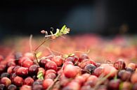 Cranberries van Jaap Meijer thumbnail