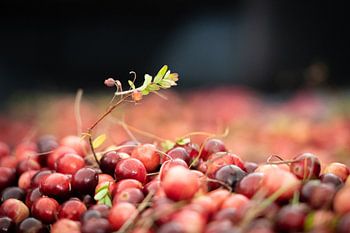 Cranberries