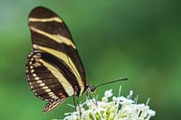 Schmetterling