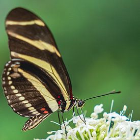 Schmetterling von Ingrid van Wolferen