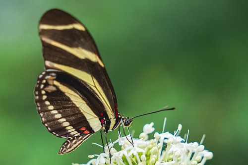 Schmetterling