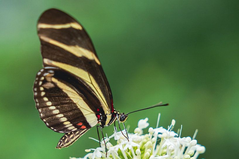 Butterfly by Ingrid van Wolferen