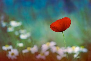 Coquelicot