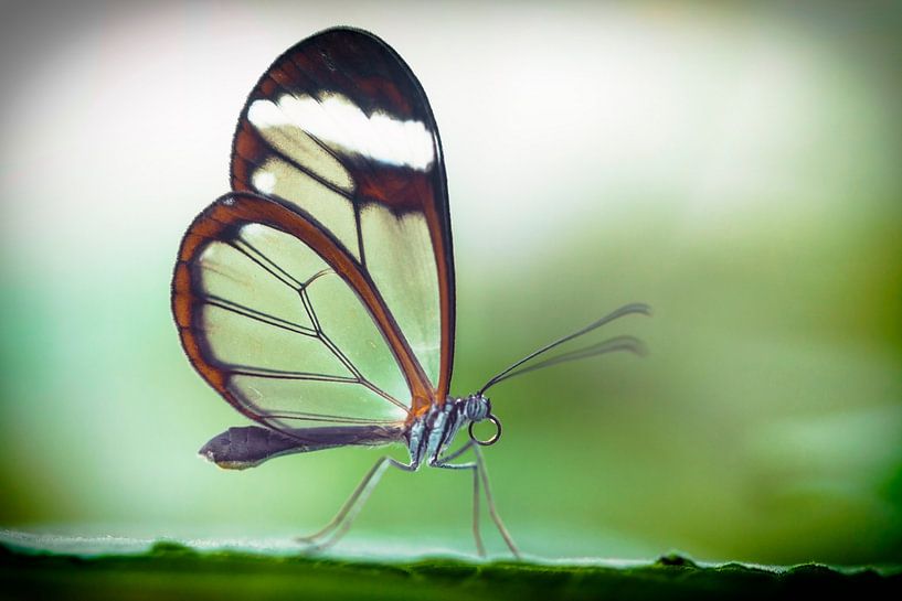Greta Oto by Jan van der Knaap