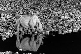 Nashorn am Wasserloch by Poster Art Shop