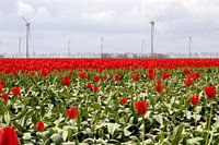 100% Dutch 
