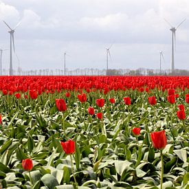 Rood tulpenveld met windmolens van Frouwkje Fotografie