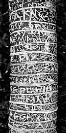 Graphics in nature. 2 by Alie Ekkelenkamp