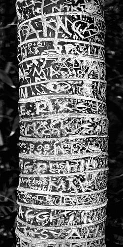 Graphics in nature. 2