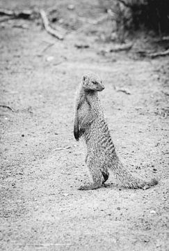 African mongoose | Travel photography | South Africa by Sanne Dost