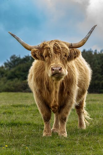 Scottish Highlander looks at you penetratingly by Menno Schaefer