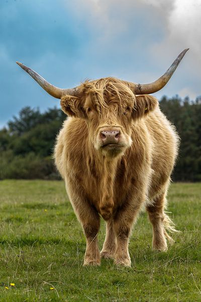 Der schottische Highlander schaut dich durchdringend an von Menno Schaefer