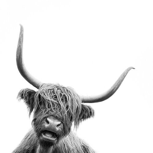 Highlander écossais