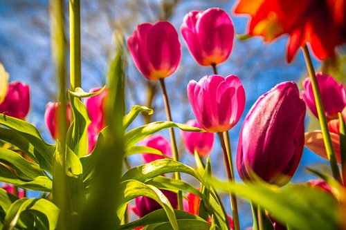 Prachtige paarse tulpen