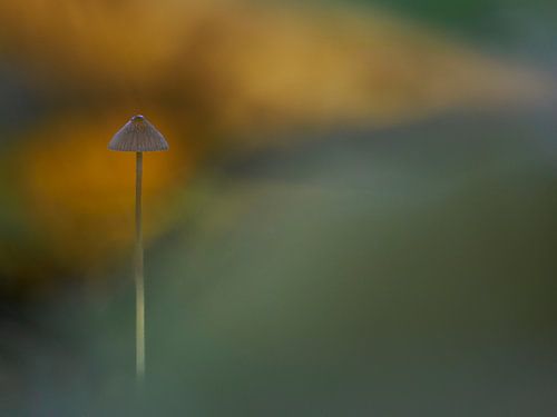 Feiner, kleiner Pilz: Helmling mit Bokeh