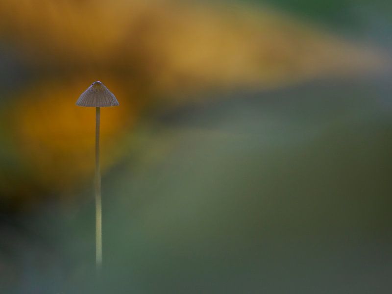 Fine, small mushroom: Helmet mushroom with bokeh by Horst Husheer