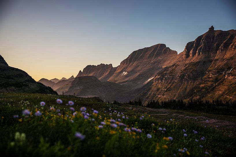 Logan Pass van Walljar