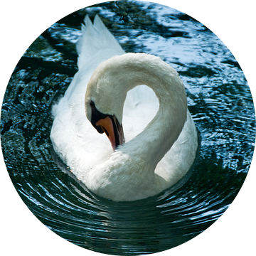 Swan riple van Mariska Hofman