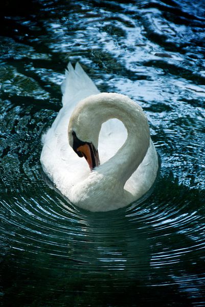 Swan riple van Mariska Hofman