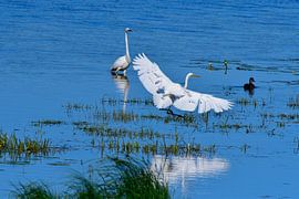 Silberreiher von Karin Jähne