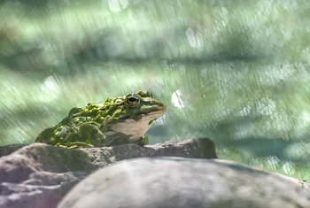 Camouflage Kikker