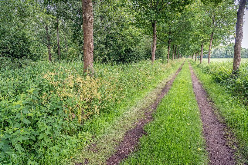 Endlos erscheinender Weg mit Radspuren von Ruud Morijn