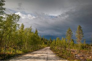 Bosweggetje Idre, regio Dalarna in Midden-Zweden