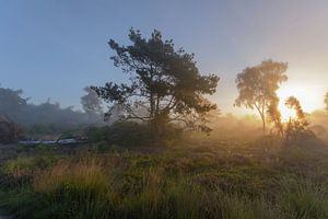 Mistig landschap in Sallandse Heuvelrug van Remco Van Daalen