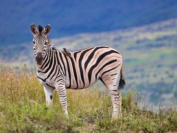 Zebra in Südafrika von HGU Foto