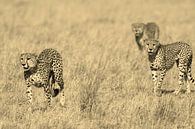 Cheetahs on the hunt van Roland Smeets thumbnail