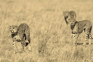 Cheetahs on the hunt van Roland Smeets