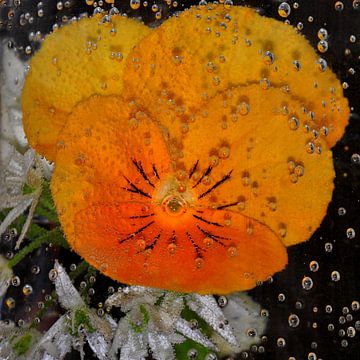 Water bloemen van Christine Nöhmeier