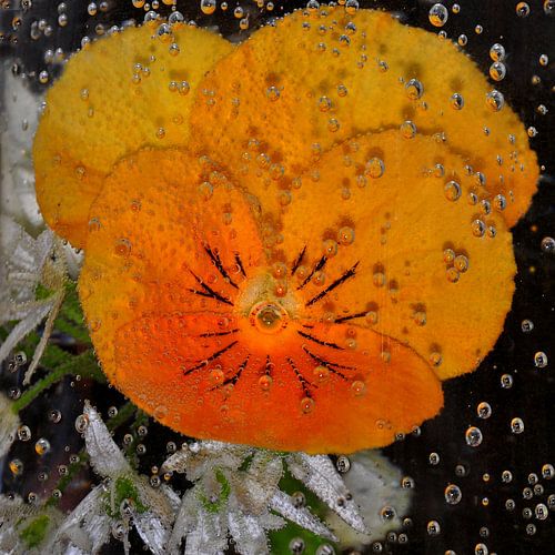 Water bloemen