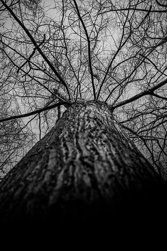Schwarz-Weiß Baum Fotografie | Fine Art Naturfotografie | Minimalistische Wald Wandkunst | Botanischer Kunstdruck