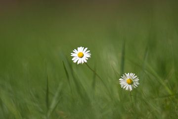 there are two of us by Johanna Moesker