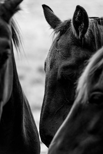 Paard Gefluisterde Banden Zwart-wit Paardenintimiteit