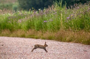 Bunny van Thomas Depauw