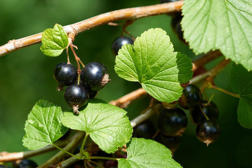 blackcurrants by Karin Jähne