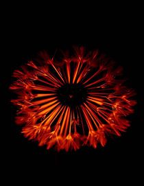 „Ember Dandelion IV“ von Ember Bloom