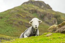 Herdwick im Langdale-Tal von Petra Borsch