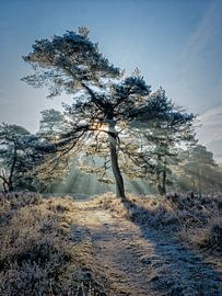 Winter sun by Herman Heus