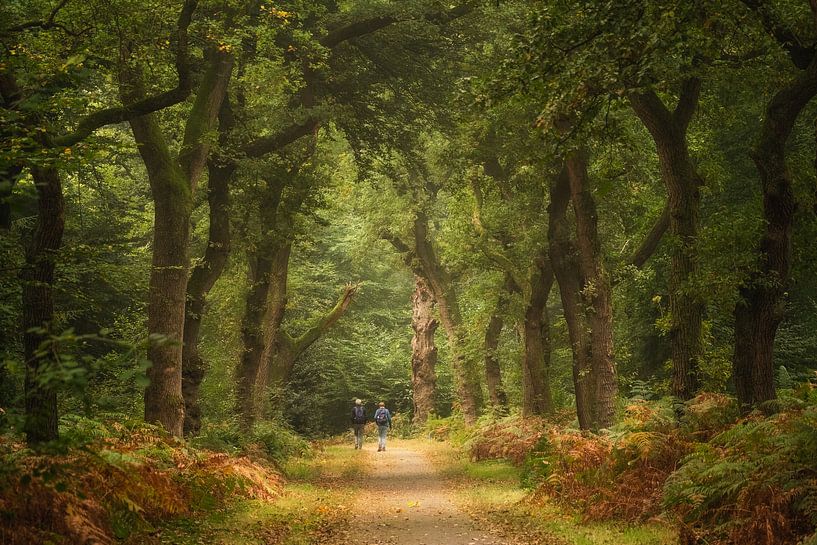 Wandelen tussen oude bomen van Moetwil en van Dijk - Fotografie